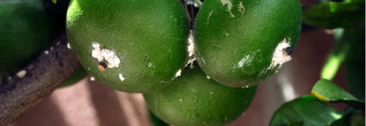 Drei grüne Zitronen am Ast